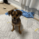 토리야 야옹해봐