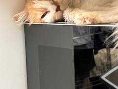 우리집 고양이 이름은