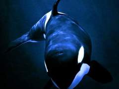 범고래는 사냥할 때 2