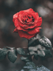 a rose with a pointed thorn