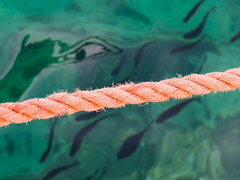 [뜰팁 아가씨X초세여] 다시 이어지는 인연의 끈 2화