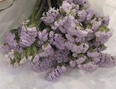 공포를 먹고 자라는,