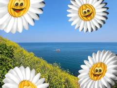 SEVENTEENTH HEAVEN_Chamomile