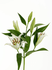 100일 챌린지 (코하다이)