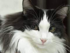 검게 변해버린 태양