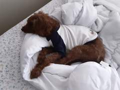 고죠 사토루가 되었다.(1)