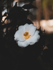 나의 센티넬에게