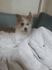 [IF - 청명이 백 년 후, 매화검존의 몸으로 회귀했다면?]