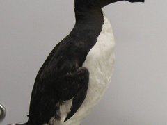 그대의 이름은 펭귄.