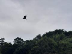 나의 의원면직 절차(4-2)믿을 사람은 인사 담당자 뿐