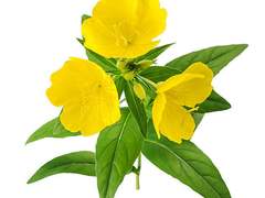 [제노사이]Phobia[3부]-6