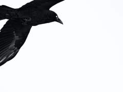 𝙏𝙚𝙨𝙨𝙖 𝘼𝙡𝙖𝙫𝙖𝙣𝙘𝙖