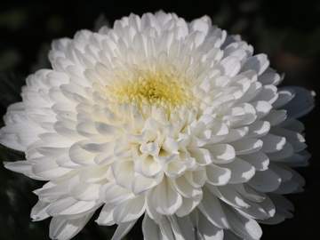 𝐌𝐞𝐦𝐞𝐧𝐭𝐨 𝐦𝐨𝐫𝐢