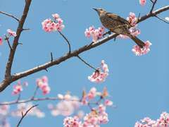 채봉9는 예쁘지 않아