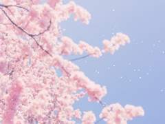 단나더 키사라기 야마토 드림 : 사랑 불심검문