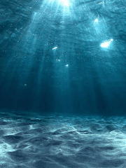 금붕어가 빨리 죽는 이유