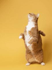 [순한맛/단편] 형제물