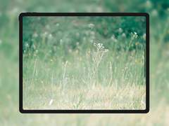 [무료 배경화면] 싱그러운 하루