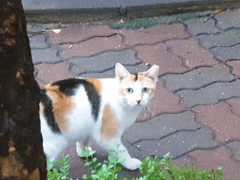 브베의 일상 - 잠시만 자세히 보면 모든 것들이 생동감 있게 살아있고