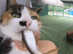 모인턴의 대외활동, 교내 활동, 자격증 추천편 (꿀팁, 실전, 필독 ㄱ)