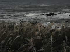 그 능구렁이 또 왔어?