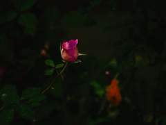 변하지 않는 것은 스스로 깨달을 필요가 있으니.