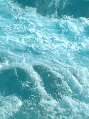 매미가 여름의 시작을 알린다면