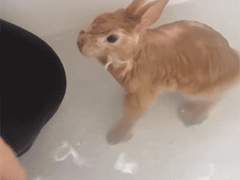 맹수 사이에서 토끼로 살아남기