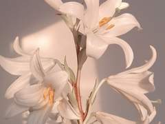 Rachel S. Ortia 🦋 Εἰρήνη