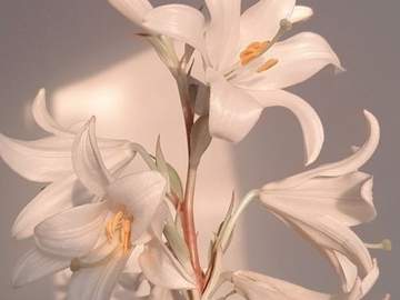 Rachel S. Ortia 🦋 Εἰρήνη