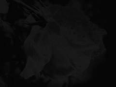 Who will survive until the end?