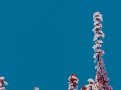 오늘은, 매화의 날이다.