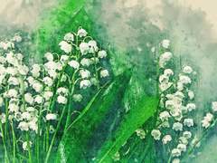 뮤게 (Muguet) 1