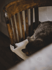 길고양이를 동정하지 마세요