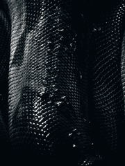 바이스 L.데카르트