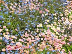 라온하제 / 22세 / XY