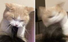 무자각타라시 서클 타래 백업