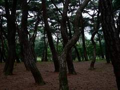 허영 많은 인간이여