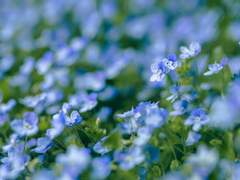 [볼라이한]수면경水面鏡의 환상 中