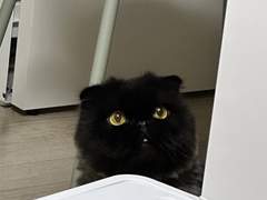 쿠로냥(HQ) +다른냥이들