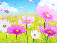 코스모스 근경 꽃과 원경 꽃밭 14종(브러쉬와 PNG)