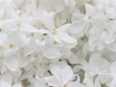 이 비녀, 나에게 줄 수 있나요?