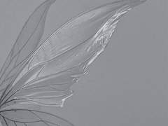 방랑자의 수기 위에는 나비가 난다