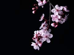 비익련리(比翼連里)-1