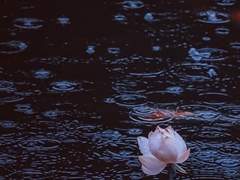 비익련리(比翼連里)-2