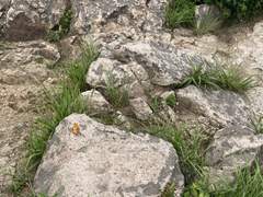 돌멩이가 되고 싶다