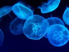 독고해월 / 서한예고 / 여