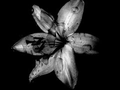 Oh My Lily . 27 (結)