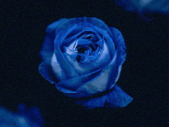 푸른 독초 BLUE VENOM 11