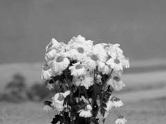 피어난 꽃 한송이